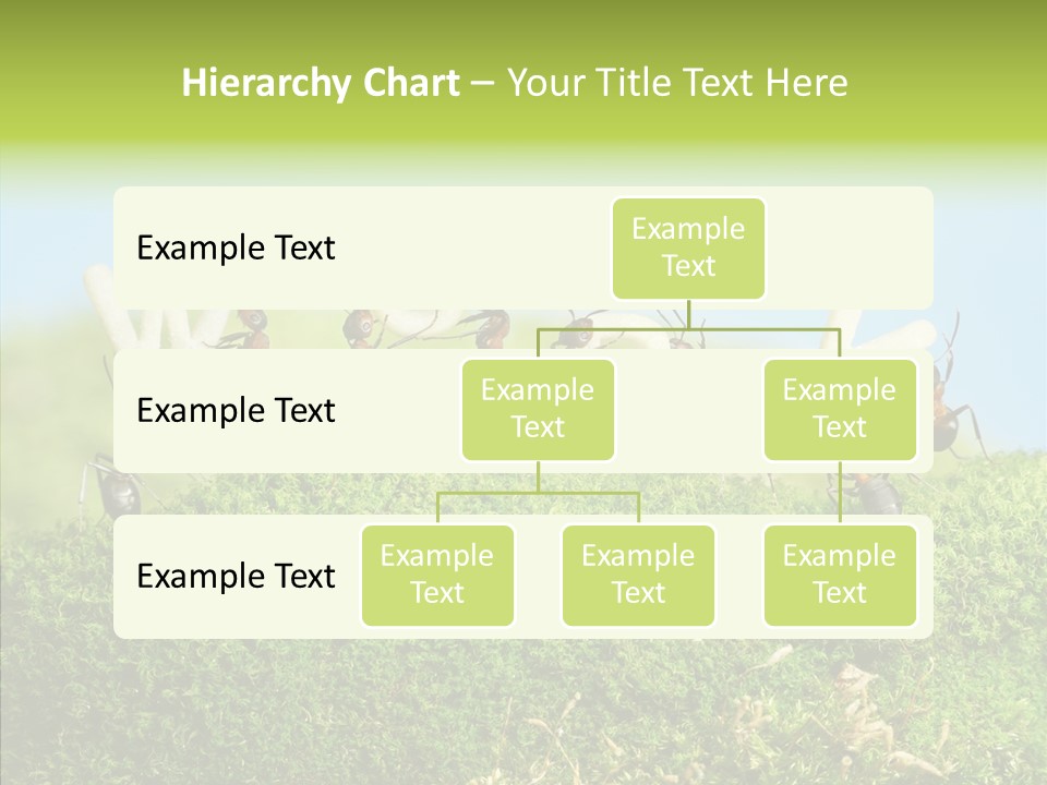 Teamwork Sky Animals PowerPoint Template