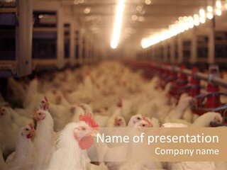 Feather Meat Cockerel PowerPoint Template