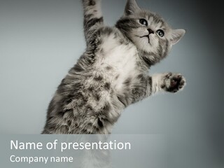 Racy Snatch Purebred PowerPoint Template