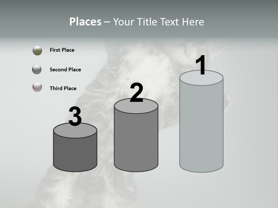 Racy Snatch Purebred PowerPoint Template