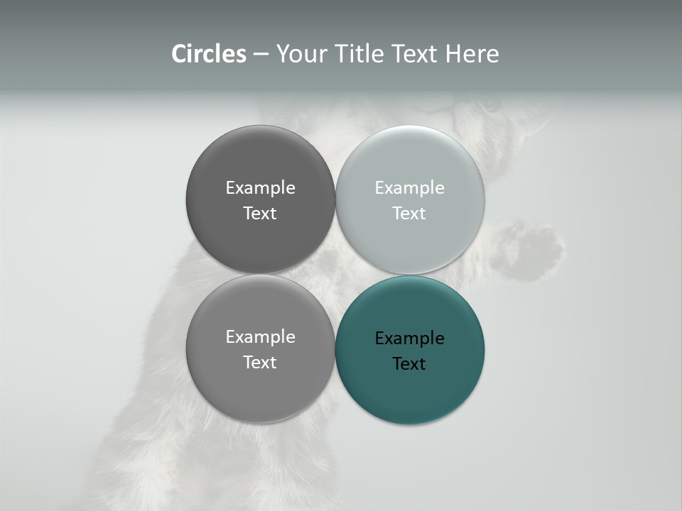 Racy Snatch Purebred PowerPoint Template