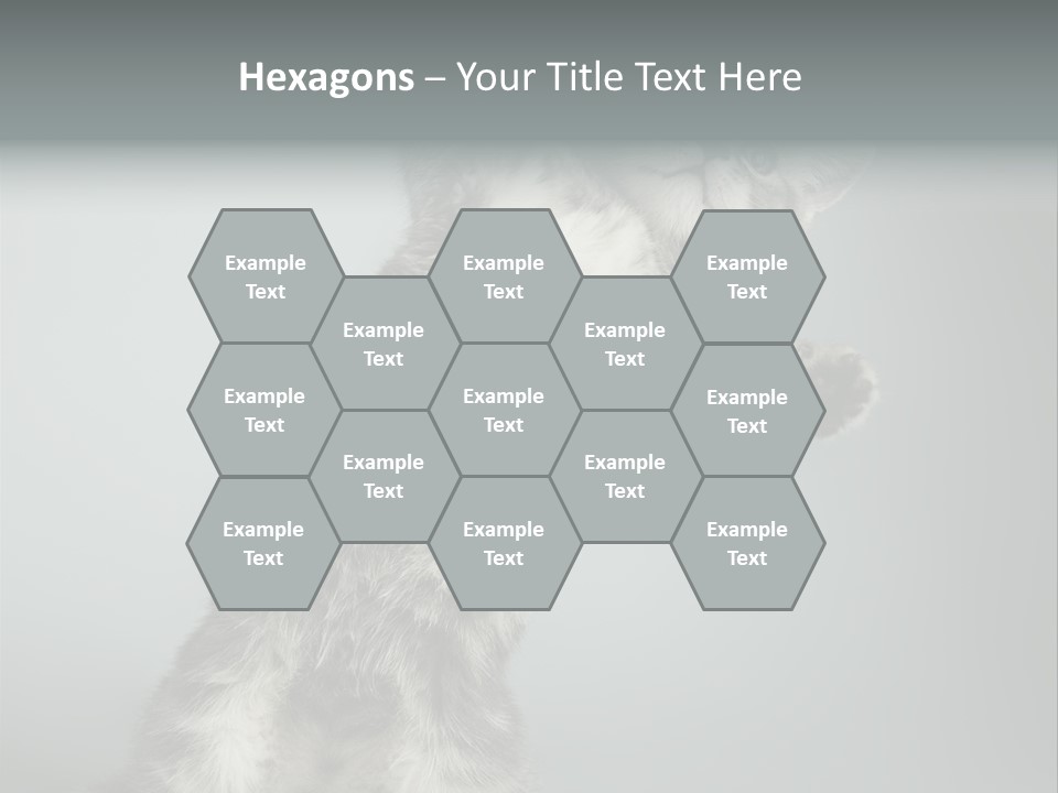 Racy Snatch Purebred PowerPoint Template