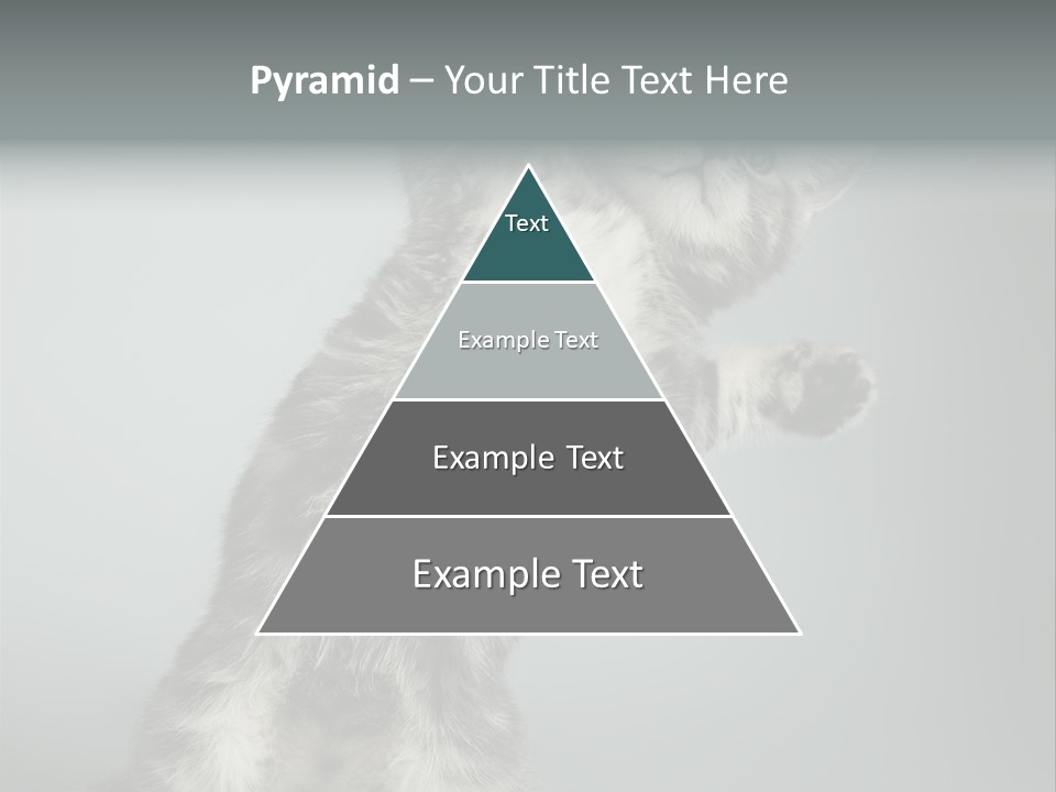 Racy Snatch Purebred PowerPoint Template