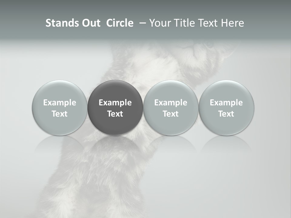 Racy Snatch Purebred PowerPoint Template