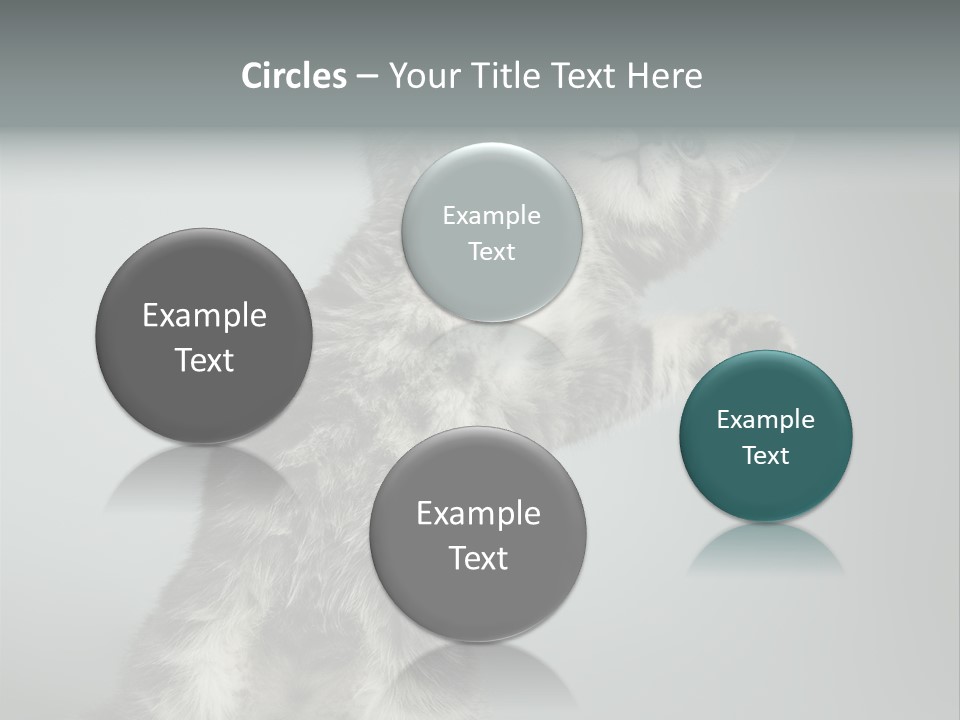 Racy Snatch Purebred PowerPoint Template