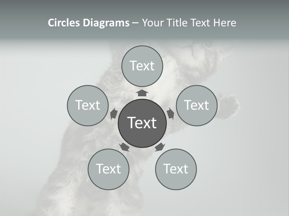 Racy Snatch Purebred PowerPoint Template