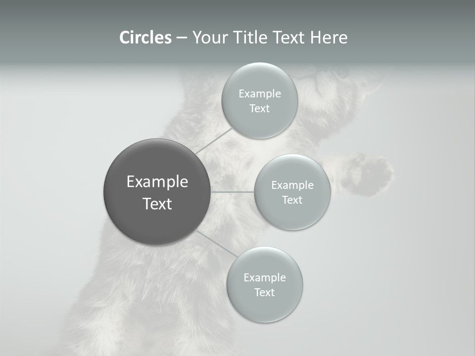 Racy Snatch Purebred PowerPoint Template