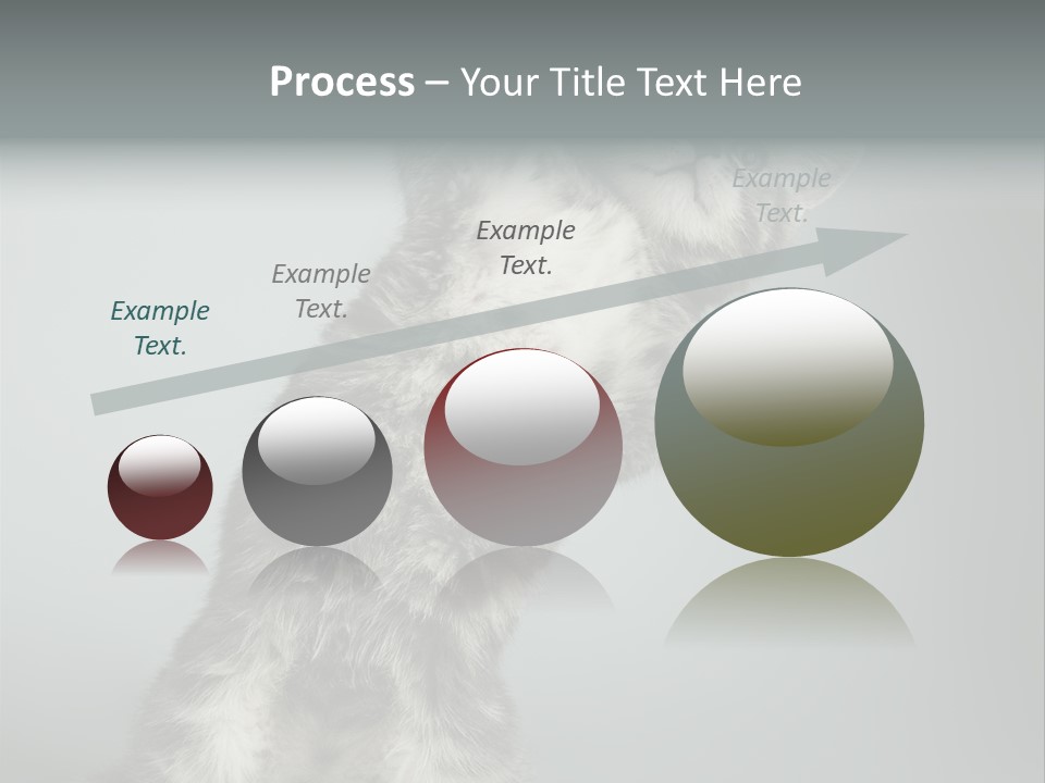 Racy Snatch Purebred PowerPoint Template