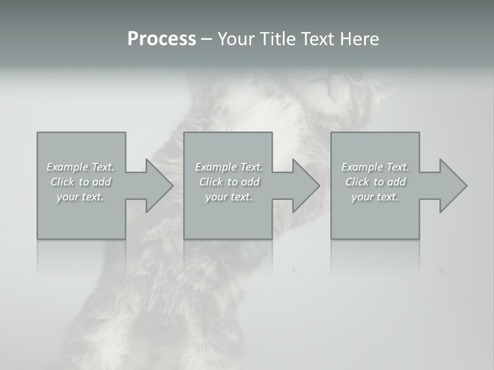 Racy Snatch Purebred PowerPoint Template