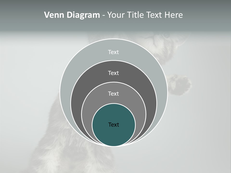 Racy Snatch Purebred PowerPoint Template