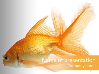 Carp Motion Orange PowerPoint Template