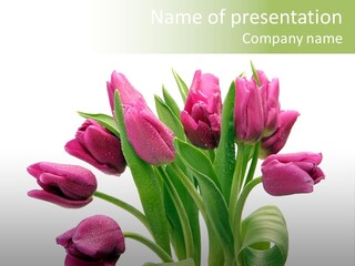 Bloom Stalk Present PowerPoint Template