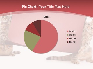 Text Funny Cat PowerPoint Template