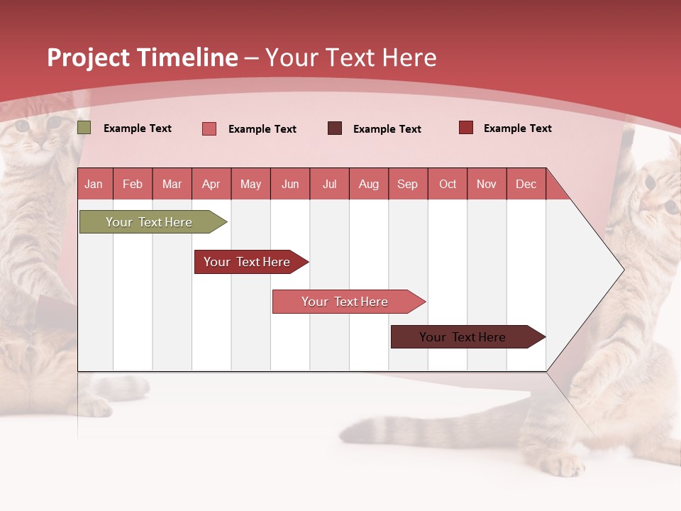 Text Funny Cat PowerPoint Template
