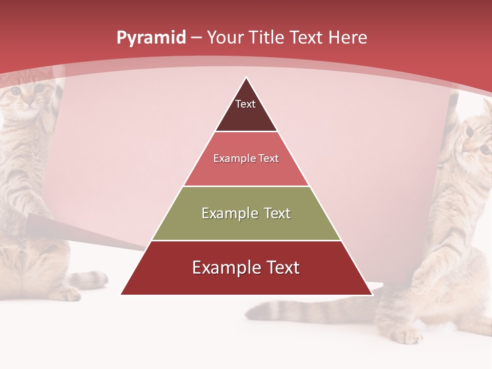 Text Funny Cat PowerPoint Template