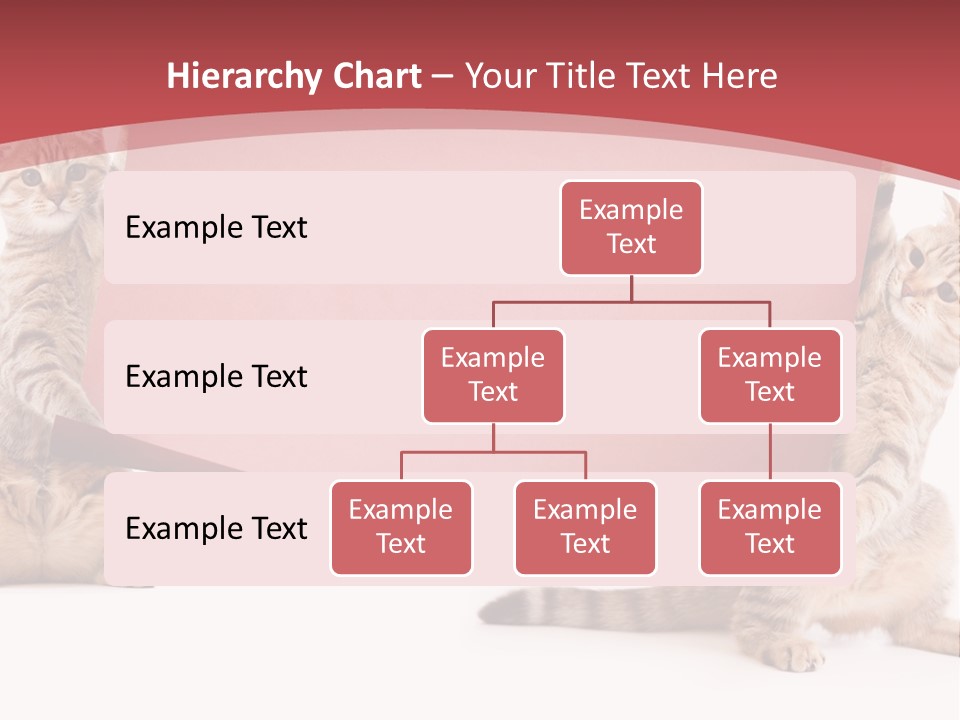 Text Funny Cat PowerPoint Template