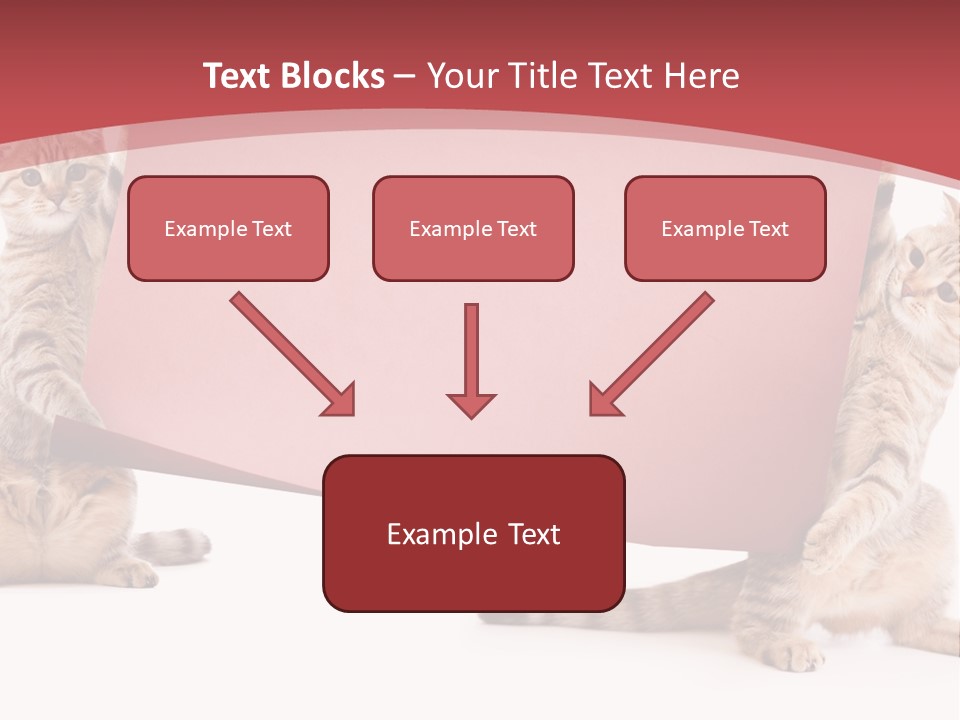 Text Funny Cat PowerPoint Template