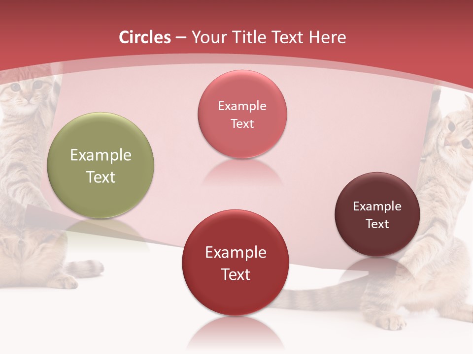 Text Funny Cat PowerPoint Template