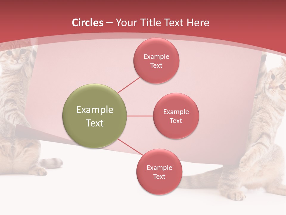 Text Funny Cat PowerPoint Template
