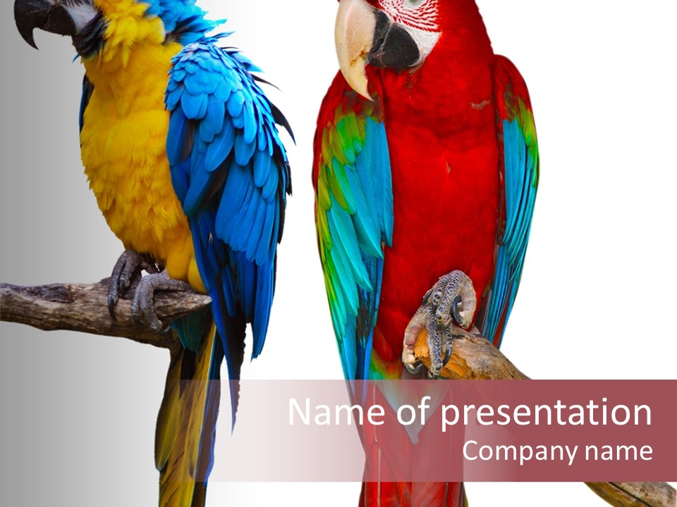 Red And Green Blue And Yellow Colourful PowerPoint Template