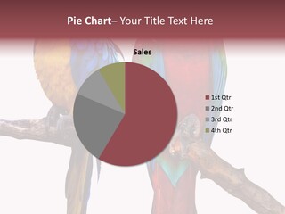 Red And Green Blue And Yellow Colourful PowerPoint Template