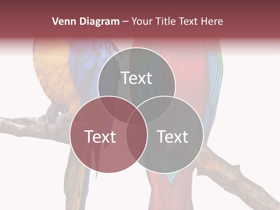Red And Green Blue And Yellow Colourful PowerPoint Template