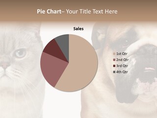 Brown Cat Eyes PowerPoint Template