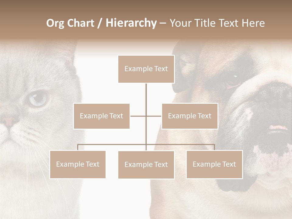 Brown Cat Eyes PowerPoint Template