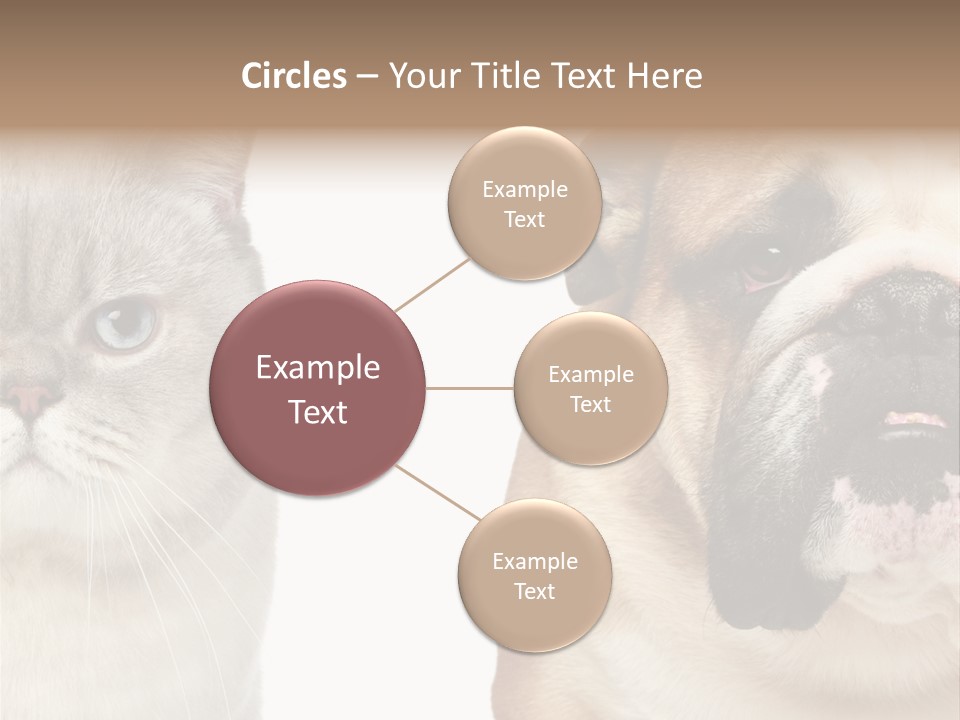 Brown Cat Eyes PowerPoint Template