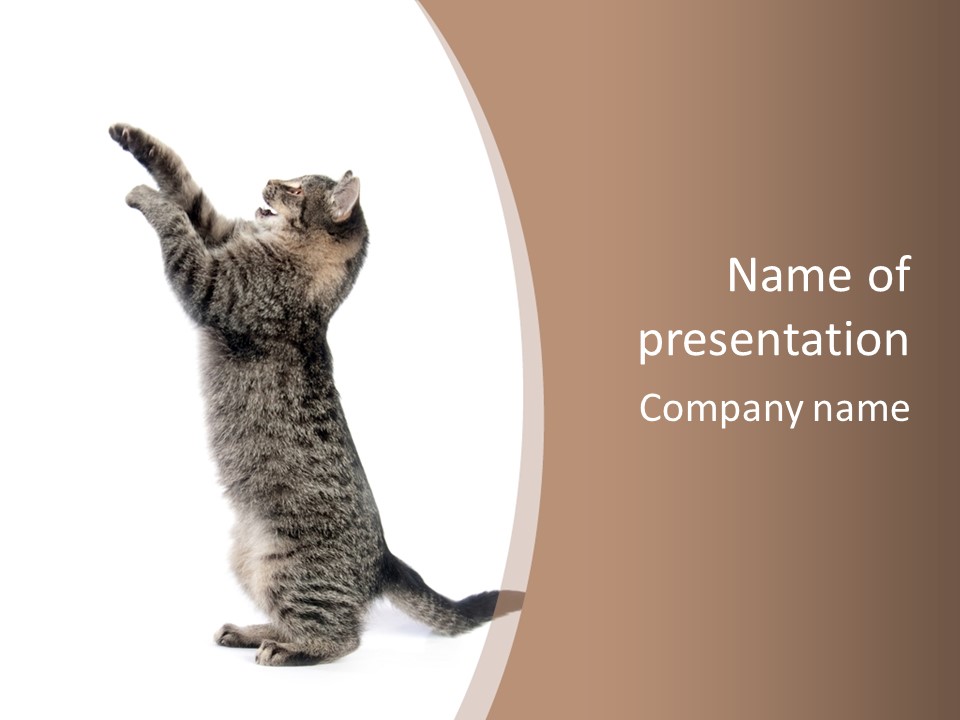 Pet White Kitty PowerPoint Template