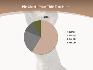 Pet White Kitty PowerPoint Template