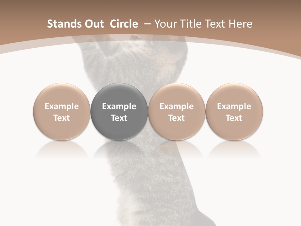 Pet White Kitty PowerPoint Template