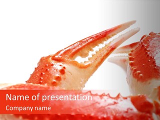 Snow Crab Legs On White Background Focus On Claw PowerPoint Template