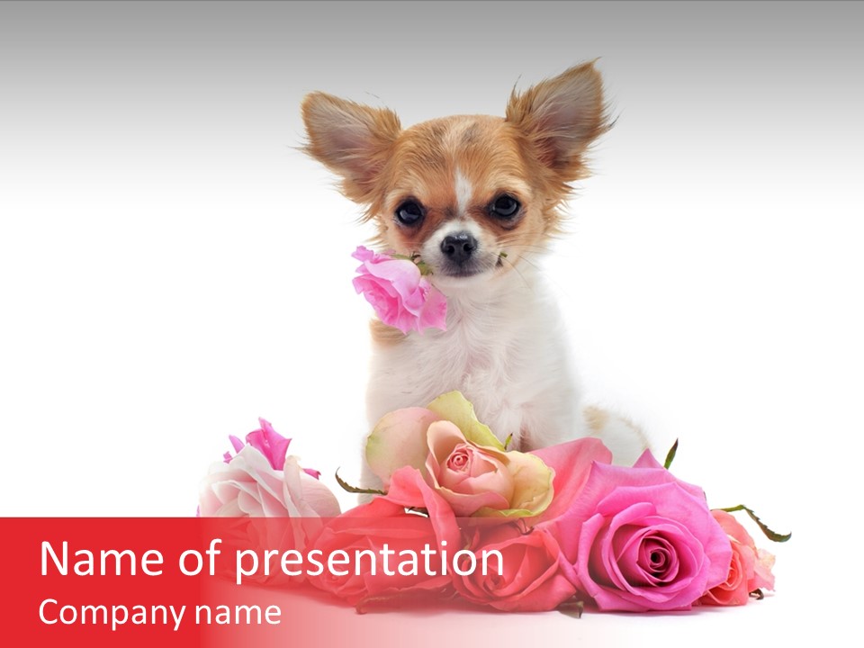 Purebred Cute White PowerPoint Template