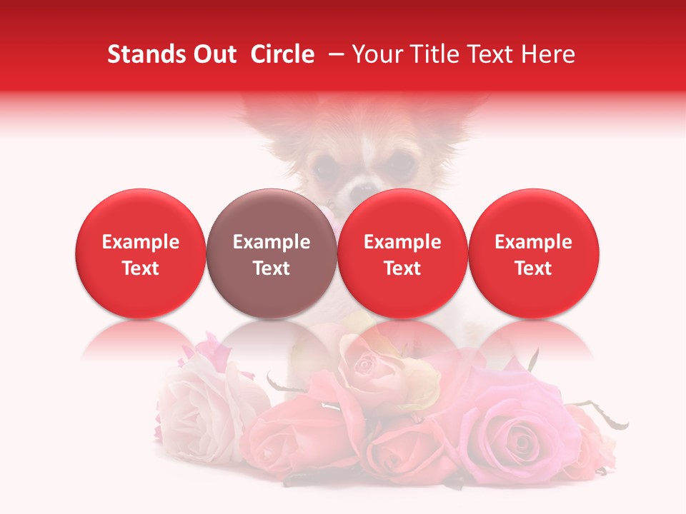 Purebred Cute White PowerPoint Template