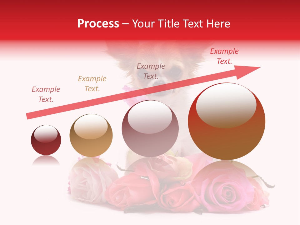 Purebred Cute White PowerPoint Template