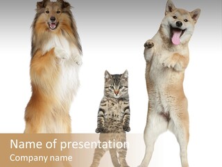 Shiba Collie Shibainu PowerPoint Template