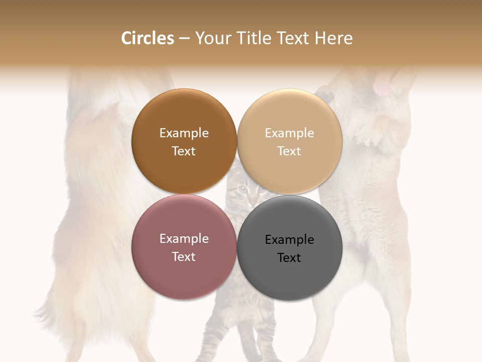 Shiba Collie Shibainu PowerPoint Template