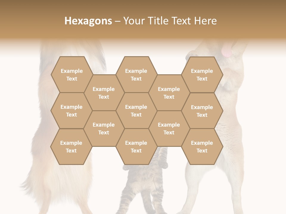 Shiba Collie Shibainu PowerPoint Template