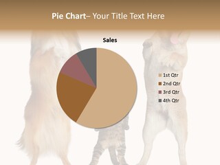 Shiba Collie Shibainu PowerPoint Template