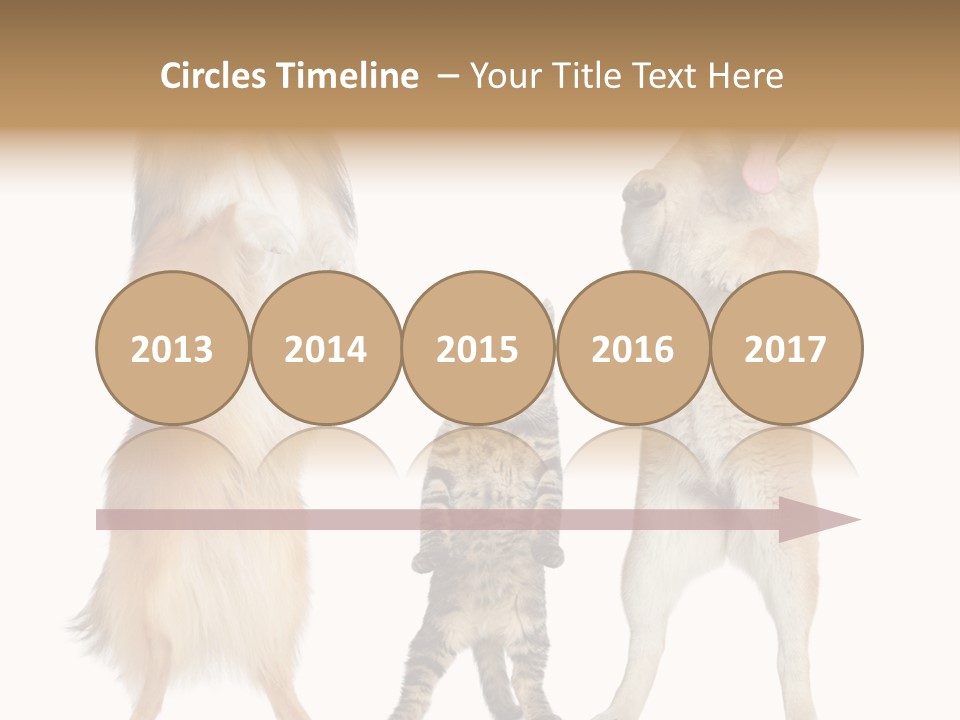 Shiba Collie Shibainu PowerPoint Template