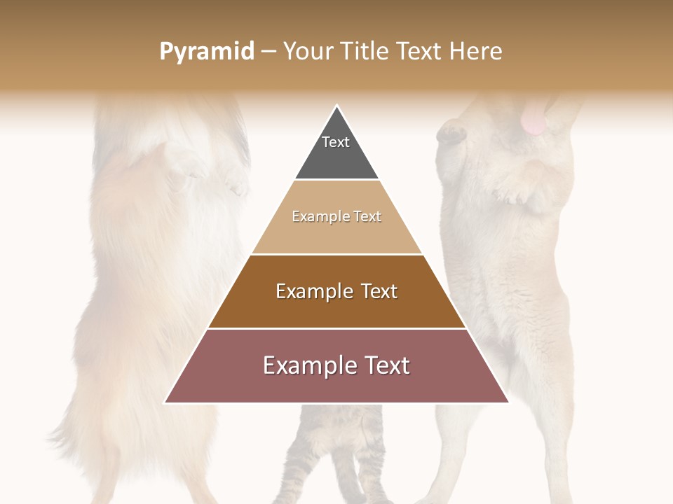 Shiba Collie Shibainu PowerPoint Template