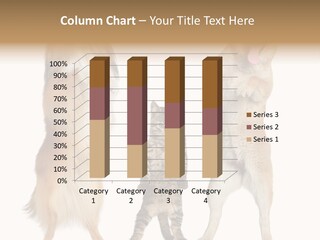 Shiba Collie Shibainu PowerPoint Template