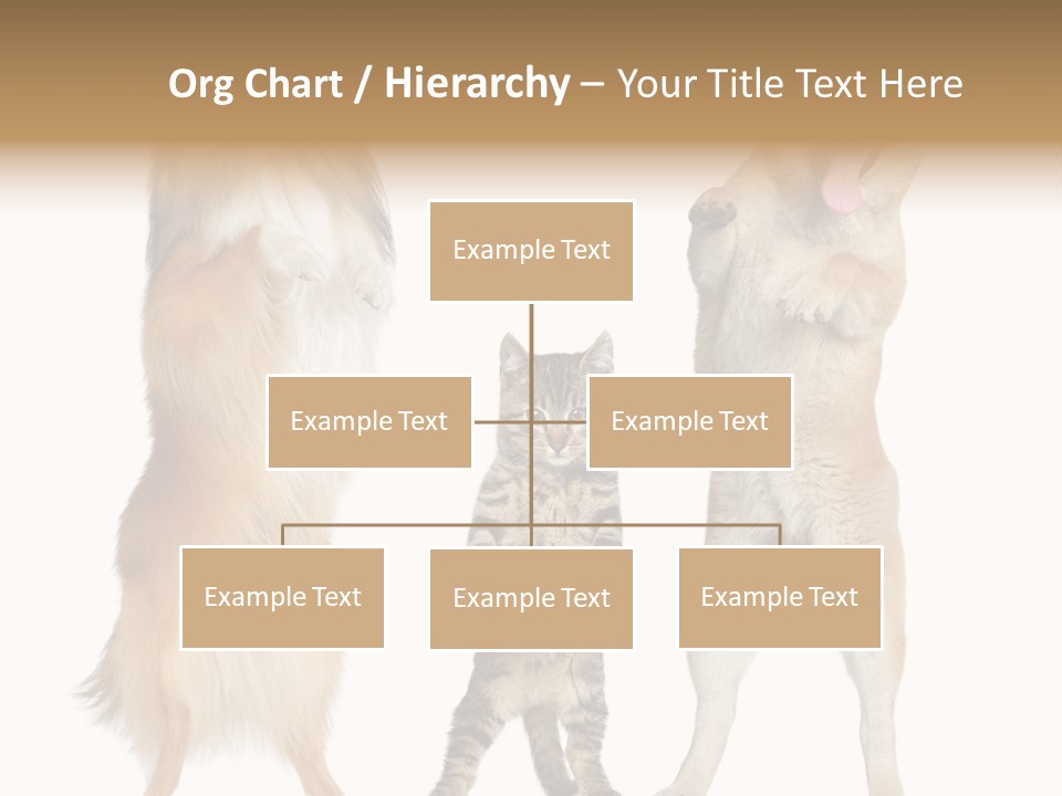 Shiba Collie Shibainu PowerPoint Template