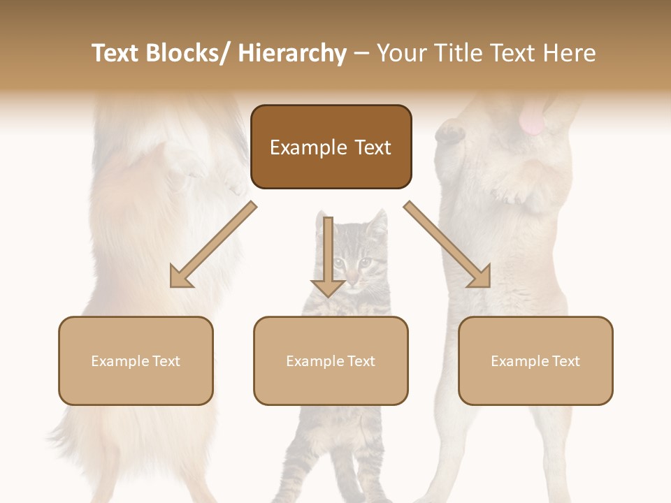 Shiba Collie Shibainu PowerPoint Template