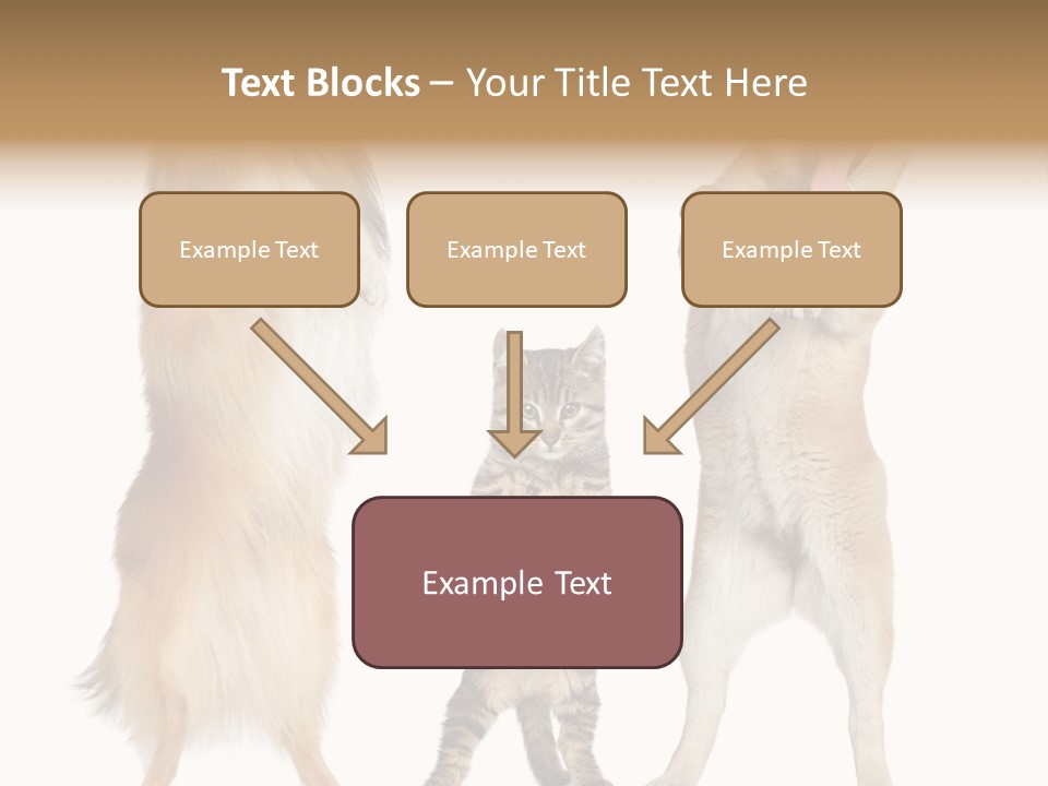 Shiba Collie Shibainu PowerPoint Template