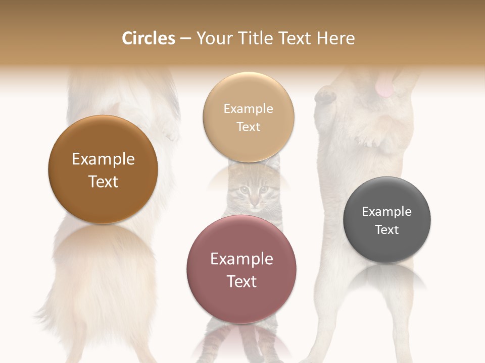 Shiba Collie Shibainu PowerPoint Template