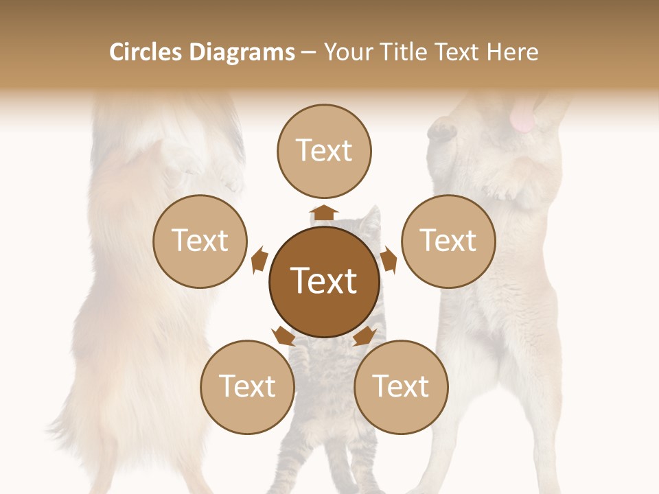 Shiba Collie Shibainu PowerPoint Template