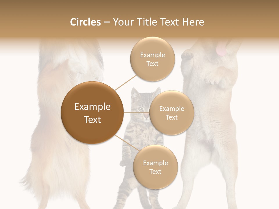 Shiba Collie Shibainu PowerPoint Template