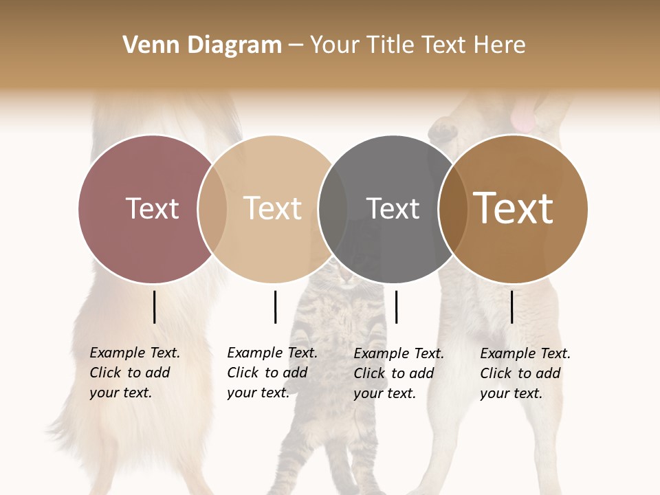 Shiba Collie Shibainu PowerPoint Template